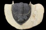 Bargain, Zlichovaspis Trilobite - Atchana, Morocco #119869-2